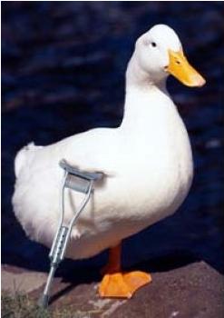 Lame Duck.jpg