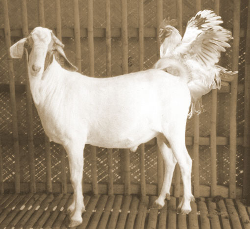 chicken-goat-fuck.jpg