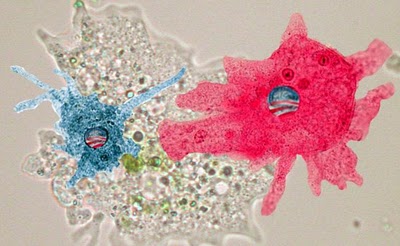 Obama Amoeba.jpg