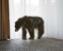polar.JPG