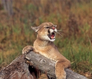 mountain_lion_aggressive.jpg