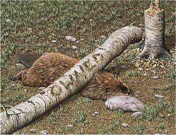 Owned-Beaver.jpg