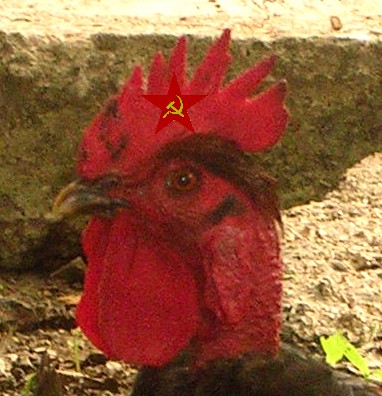 rooster.jpg