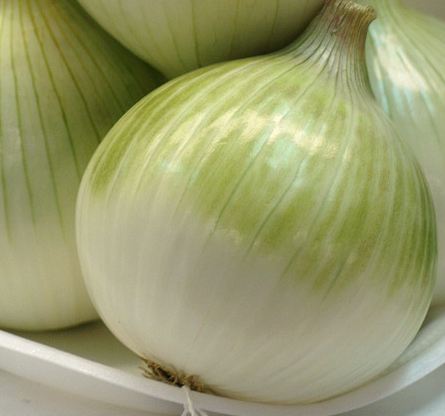 onions1.JPG