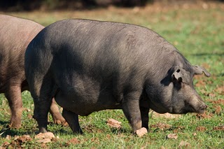 iberico01_big.jpg