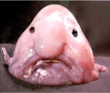 jared_blob.jpg
