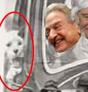 laika.jpg