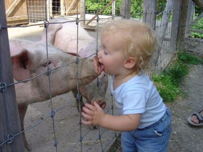 licking_a_pig-12032.jpg
