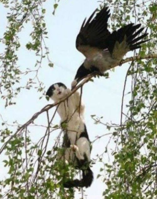when_birds_attack_14.jpg