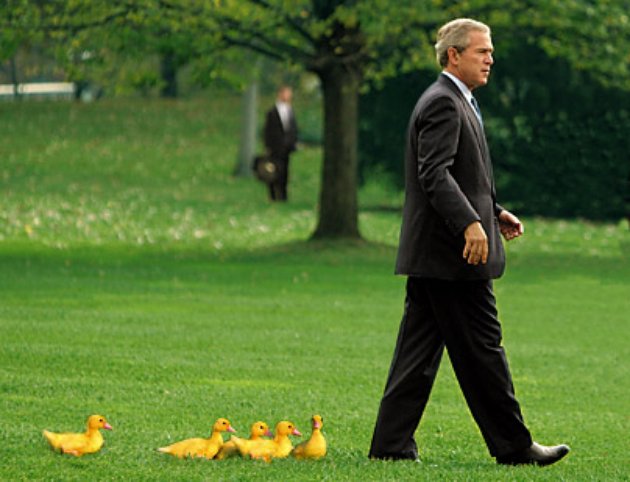 Bush-Followed-C_jpg_630x1200_upscale_q85.jpg