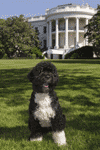 Bo-the-dog-small.png