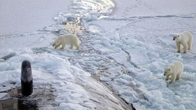 Polar_Bears_Submarine.jpg