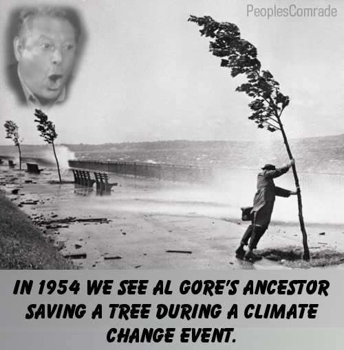 gore tree.jpg