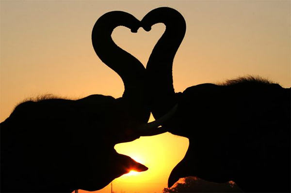 Elephants_Kissing.jpg