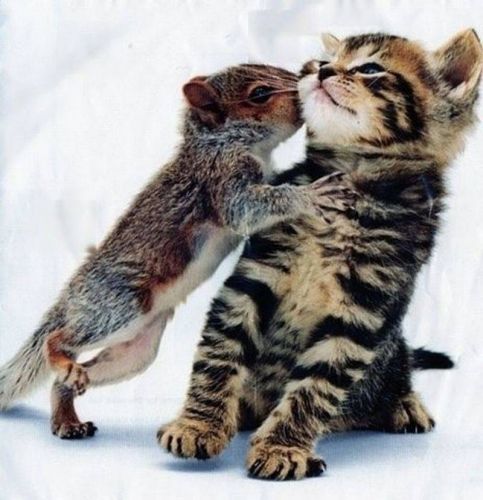 Squirrel with Kitten.jpg