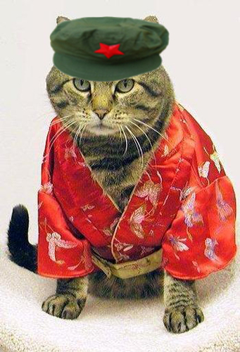 cat_red_pajamas1.jpg