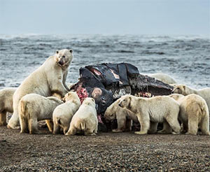 Polar_Bears_Eat_Whale.jpg