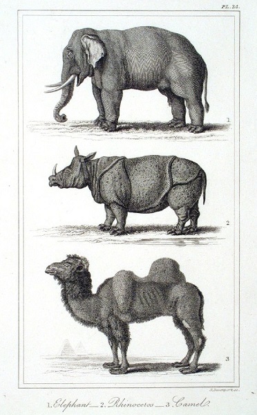 Eleph_Rhino_Camel.(h=600).jpg