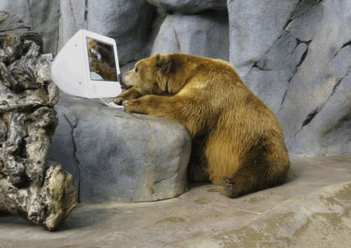 bear-sitting-at-the-computer.jpg