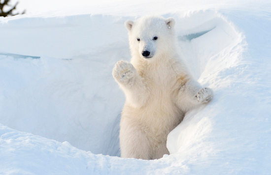 Polar Bear Cub1.jpg