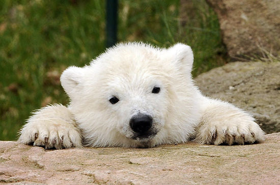 Polar Bear Cub3.jpg