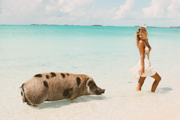 Pigs_Bahamas.jpg