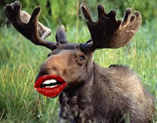 sarah-palin-sexy-moose.jpg