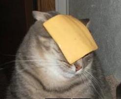 cat cheese.jpg