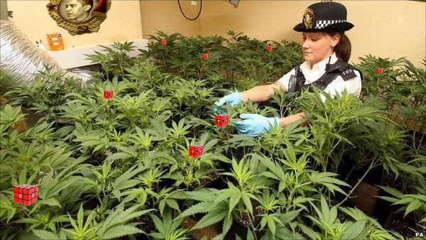 Cannabis-UK.jpg