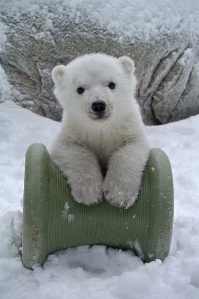Polar Bear Cub2.jpg