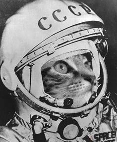meowsonaut.jpg