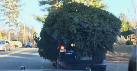 Police Stop Tiny Car With Giant Christmas Tree.png