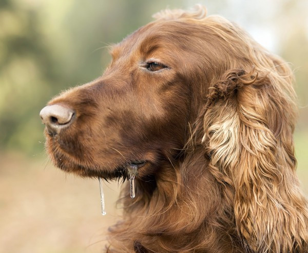 irish-setter-drooling.jpg