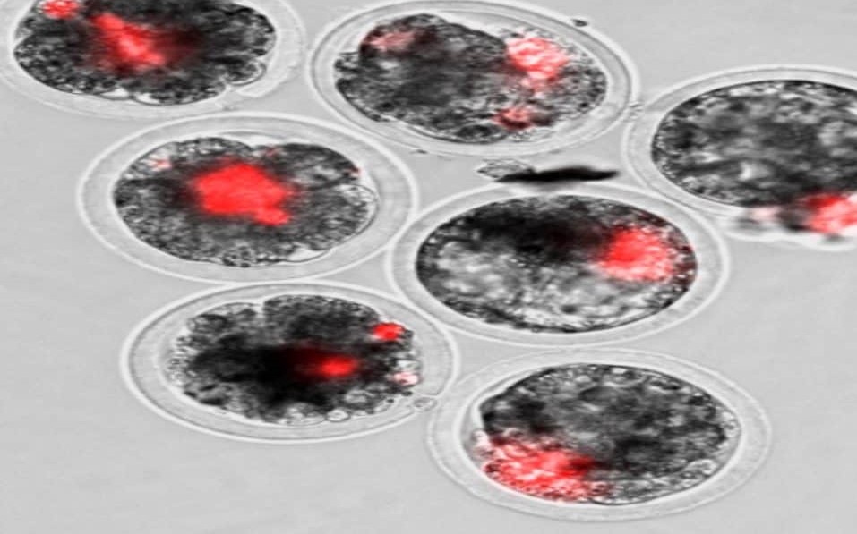 Human sheep embryos.jpeg