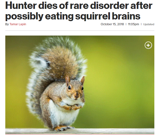 SQUIRREL.GIF