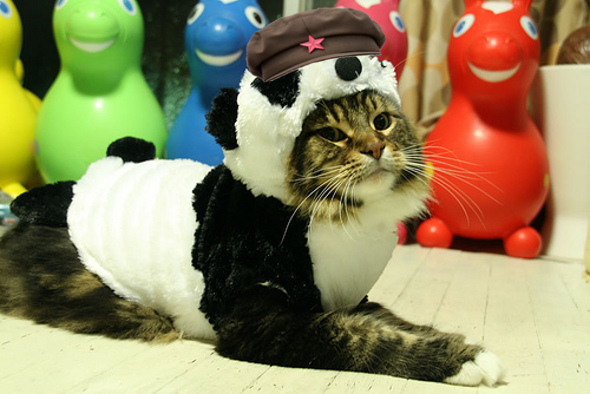 catpanda.jpg